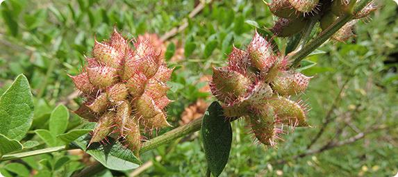 Cosmetic Ingredients