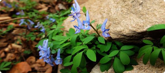 Animal Nutrition Ingredients