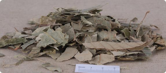 Botanical Supplements Actives