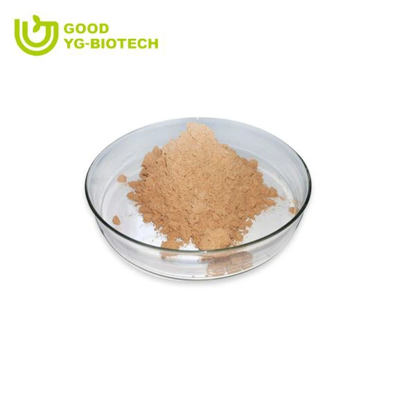 Lion's mane extract beta glucan