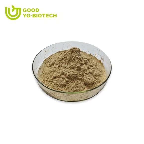 Lion's mane extract beta glucan