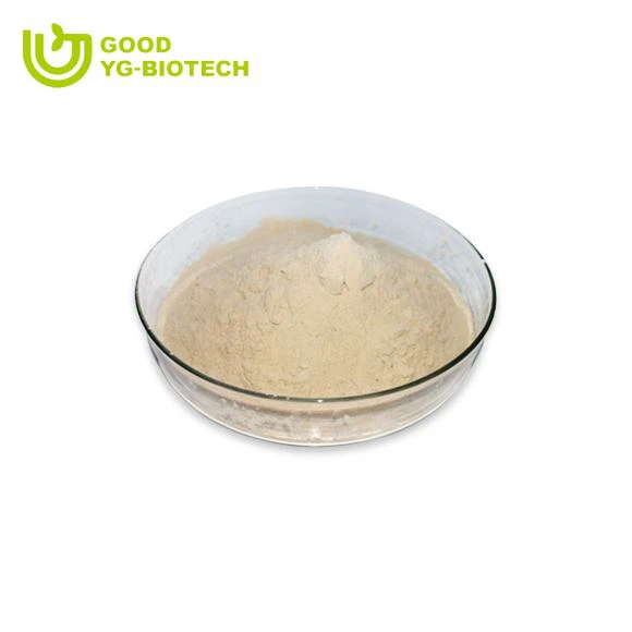 Lion's mane extract beta glucan